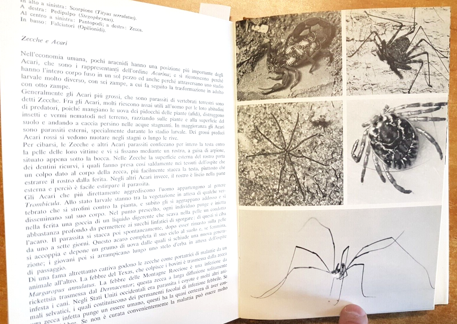 El mundo de los animales los invertebrados 1971 Mondadori 180 ilustraciones (5